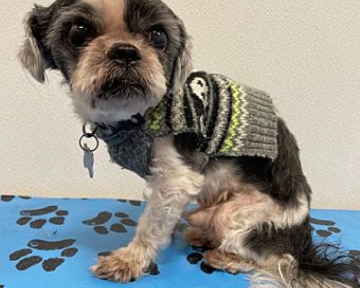 Scraps - Shih Tzu Male Dog for Adoption