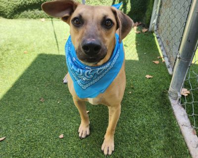 Jack - Black Mouth Cur Mix Male Dog for Adoption