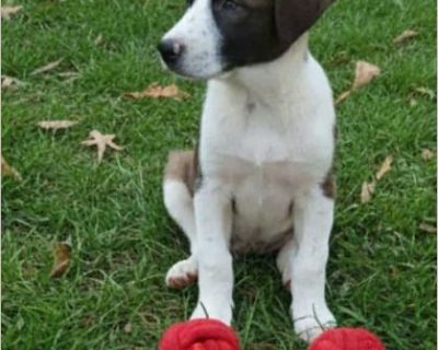 Meet Yana! This sweet pup is a possible German Shepherd/Lab mix, and she's already stealing hearts with her adorable floppy ears and curious eyes. Yana is full of puppy charm-playful, loving, and always ready to snuggle after a busy day of exploring. Shes still young, which means she's the perfect age to learn new things and grow alongside her forever family. Whether it's going on walks, playin...