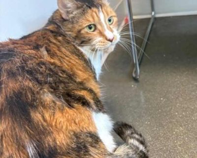 Kelly - Domestic Shorthair Female Cat for Adoption