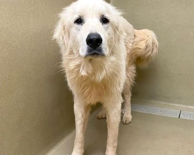 Santo #19819 is a white and white male Great Pyrenees. He is approximately 3 years, 4 months old. He has been neutered. He was surrendered by the owner. Santo #19819 is available for adoption! If interested, complete an adoption application. He is current on vaccines (bordtella, Rabies, DAPPv). Owner stated he is good with other dogs. Owner advised that he is good with cats. Owner stated that h...
