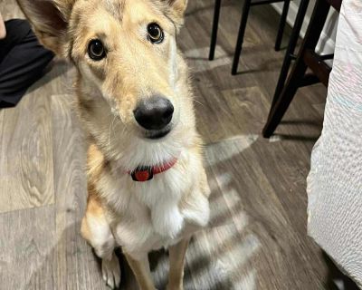 (Available from Texas) November a gorgeous 2-year-old Collie Mix weighing just 35 40 pounds. With her graceful build, tall ears, and soulful eyes, she has a unique beauty that instantly captures hearts. November is incredibly sweet, gentle, and affectionate. She loves children and adults, gets along well with other dogs, and already knows her commands. She is obedient, friendly, and eager to pl...