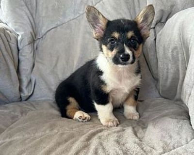 Deza Rae - Welsh Corgi Female Puppy for Adoption