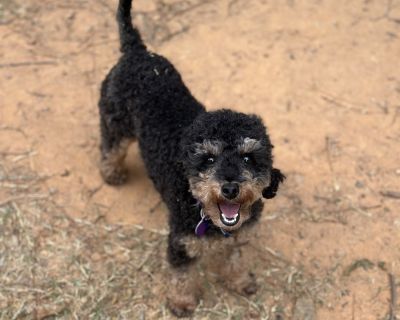 Hailey - Poodle (Toy) Female Dog for Adoption