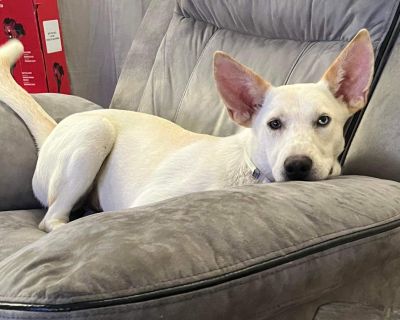 Beatrix - Husky & White German Shepherd Mix Female Dog for Adoption