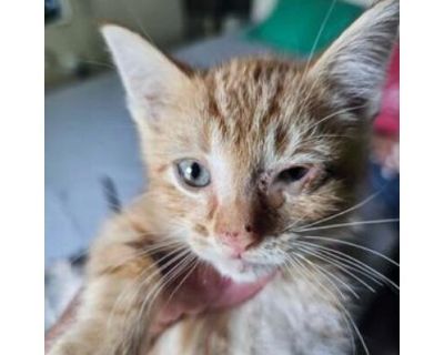 Pogo LH* - Domestic Shorthair Male Cat for Adoption