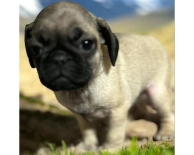 Buttercream - Pug Female Puppy for Adoption