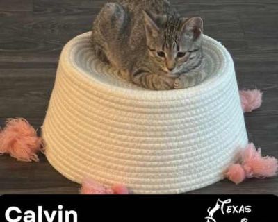 Calvin - Domestic Shorthair Male Cat for Adoption