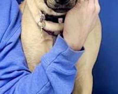 Layne - Black Mouth Cur/Labrador Retriever Mix Female Dog for Adoption
