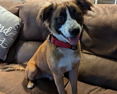 Sammy - Border Collie Male Dog for Adoption