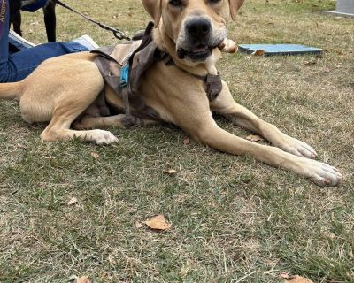 AGE: Less than 1 Year EXPECTED WEIGHT 61-100 lbs CURRENT WEIGHT: 46 lbs This handsome 9-month-old Yellow Lab is ready to find his forever family! Huck is the perfect mix of playful and sweet. He is still a puppy and is growing, learning, and figuring out the world around him but he already has gotten the basics down! Huck is an incredibly fast learner! He is potty trained, neutered, and up to d...
