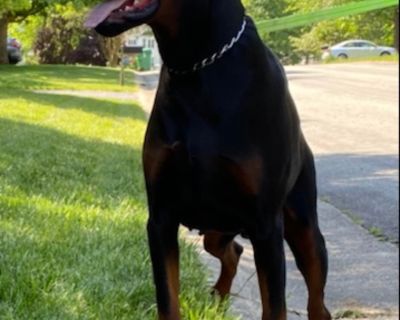 Puppyfind doberman hot sale