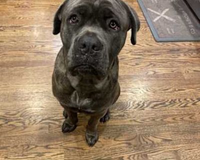 Buddha - Cane Corso/Cane Corso Mix Male Dog for Adoption