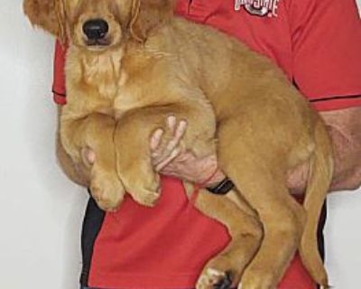 Maggie - Golden Retriever/Labrador Retriever Mix Female Puppy for Adoption