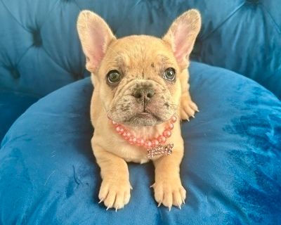 COOKIE - French Bulldog Female Puppy for Adoption