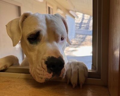 DICE - Labrador Retriever & American Bulldog Mix Male Dog for Adoption