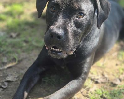 Pipsqueak - Pit Bull Terrier Mix Female Puppy for Adoption