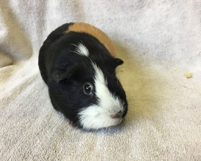 Zoie - Guinea Pig Female for Adoption