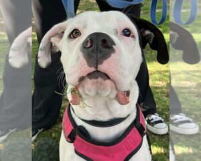 Tank (2025) - Male Bulloxer Young for Adoption