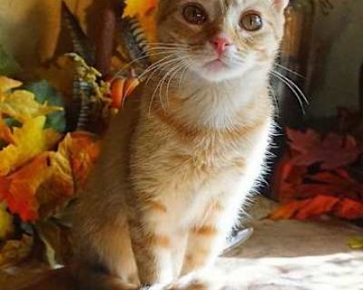 Lillypad, Pollywog, and Minnow were found late one afternoon. Minnow was floating on a lillypad on the edge of the Koi pond crying for help. His sister Lillypad ( Lilly for short) was on the edge of the pond soaking wet and Pollywog ran for the bushes as soon as she saw humans approaching. If not for Minnow's anguished cries, we are sure they would have suffered the same fate as their two sibli...