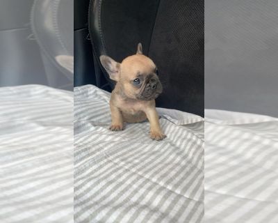 Rex - French Bulldog Male Puppy for Sale