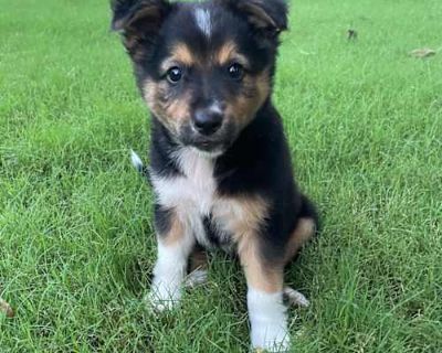 MYRA - Bernese Mountain Dog/Great Pyrenees Mix Female Puppy for Adoption