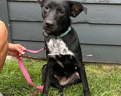 Sable ~ meet me! - Labrador Retriever/Border Collie Mix Female Dog for Adoption