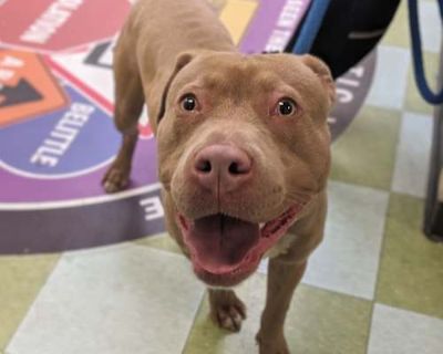 Grilled Cheese - American Pit Bull Terrier Male Dog for Adoption