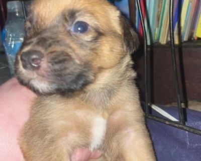 Cinnamon - Rottweiler Mix Male Puppy for Adoption