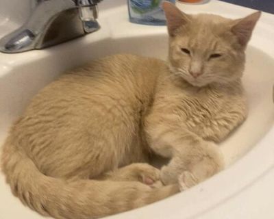 Orange cat