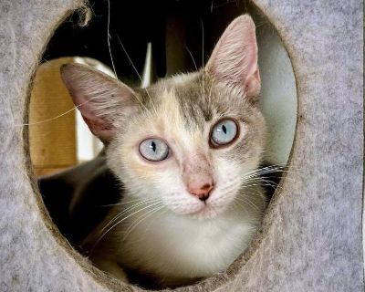 Isis - Siamese Female Cat for Adoption
