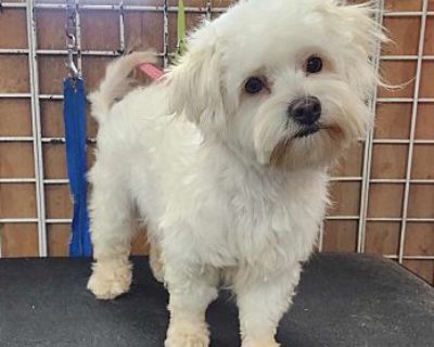 Savannah - Maltese Female Dog for Adoption