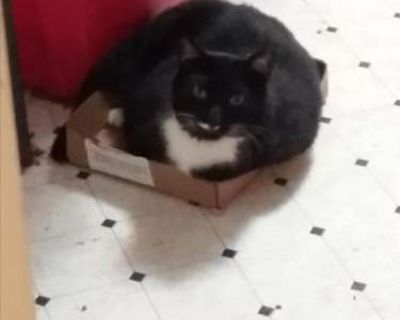 Charlie- Back leg Amputee - Domestic Shorthair Male Cat for Adoption