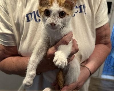 Milkshake - Domestic Short Hair Mix Male Cat for Adoption