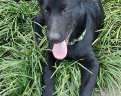 All Black German Shepherd Females