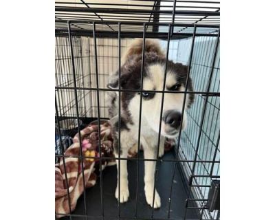 Teton - Husky/Mixed Breed (Medium) Mix Male Dog for Adoption