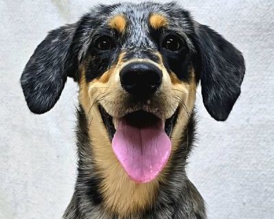 Gracie - Catahoula Leopard Dog/Australian Shepherd Mix Female Dog for Adoption