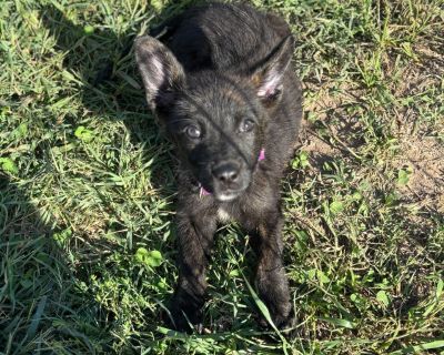 Health Spayed / neutered.. Puppy Female Medium