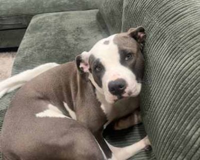 Nala - American Staffordshire Terrier Female Dog for Adoption