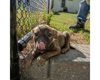 Claire - Terrier (Unknown Type, Medium)/Mixed Breed (Medium) Mix Female Puppy for Adoption