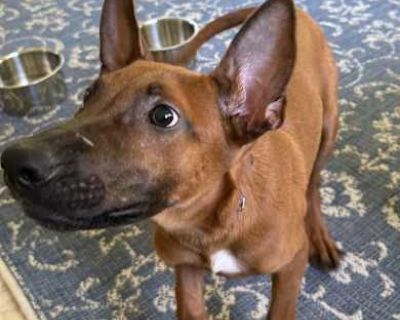 Ember - Located in Georgia - Belgian Malinois Male Puppy for Adoption