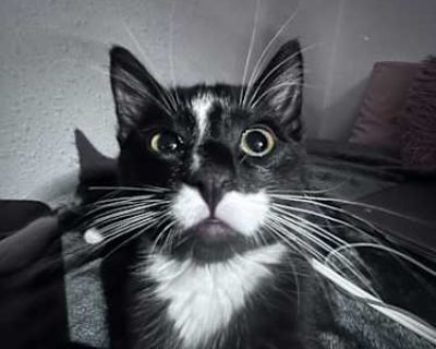 We found her when she was about 3 weeks old in an alley, she is will be 2 years old in November. She loves to sleep but also can be crazy. She can be lovey dovey, but also loves her personal space.. Good with kids Good with cats Housetrained. Breed American Shorthair Color Black (Mostly) Age Young Sex Female Pet ID 7744702 Hair Length short