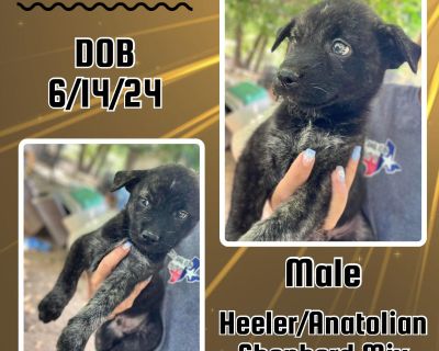 Axton - Anatolian Shepherd & Australian Cattle Dog / Blue Heeler Mix Male Puppy for Adoption