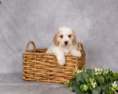 One Year Genetic Health Guarantee. Gender: Female Sire: Red Ace Dam: Daisy DOB: September 23rd, 2025 Age: 7 Weeks Available: November 18th, 2025 Microchipped Vet Checked Vaccinated Dewormed Family Raised Socialized Kid-Friendly Health Guarantee Extended Health Guarantee. Leroy & Liz Stoltzfus