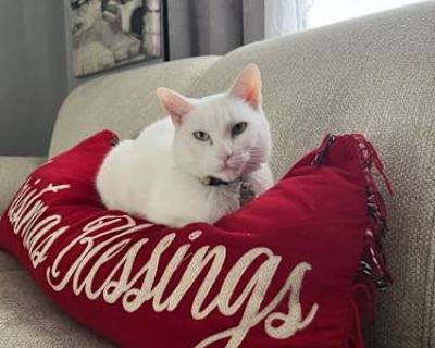 Ivy - American Shorthair Female Cat for Adoption