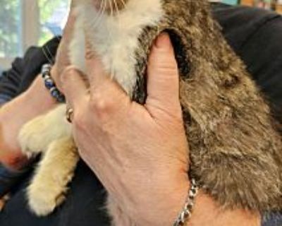 Priscilla Rose - American Shorthair Female Cat for Adoption