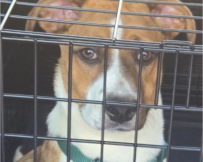 Doja Dog - Shetland Sheepdog / American Staffordshire Terrier Female Puppy