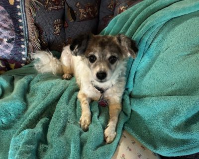 Bonnie - Jack Russell Terrier Mix Female Dog for Adoption