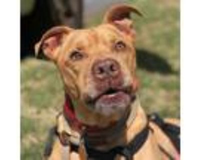 Adopt Joey a Pit Bull Terrier, Mixed Breed