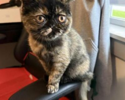 Kiara - Exotic Female Kitten For Sale